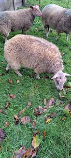 Schapen bok, Dieren en Toebehoren, Schapen, Geiten en Varkens