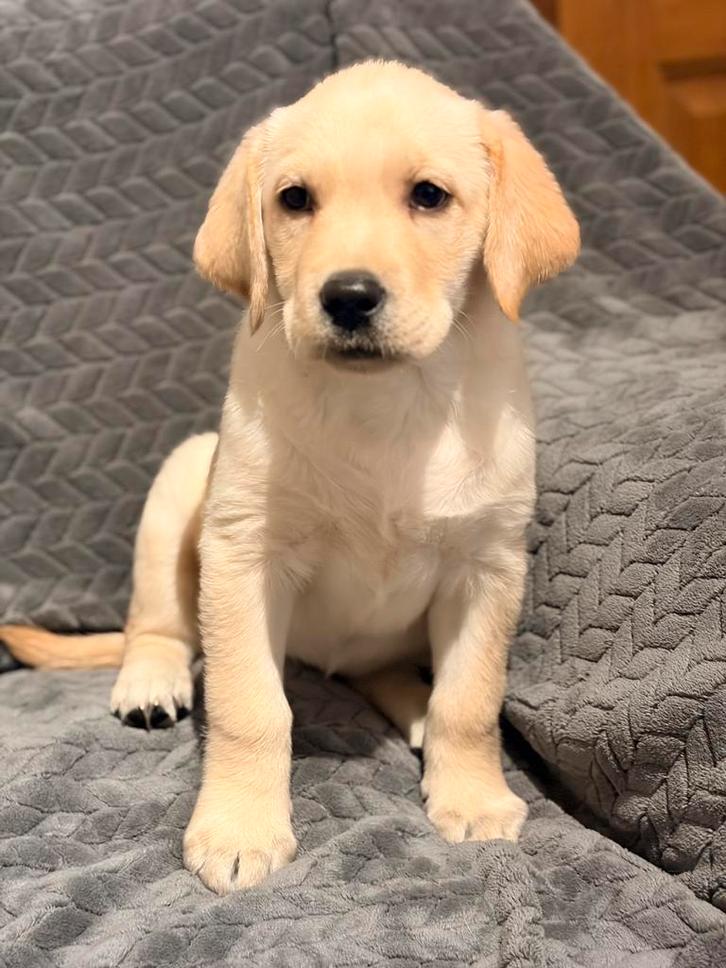 Echt in huis gefokte blonde labrador puppy, Animaux & Accessoires, Chiens | Retrievers, Épagneuls & Chiens d'eau, Chienne, Labrador retriever