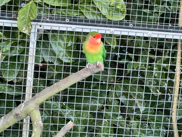 Agapornis beschikbaar voor biedingen