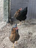 Legkippen, Dieren en Toebehoren, Pluimvee