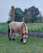 AMHA/AMHR Jaarling merrie, Dieren en Toebehoren, Merrie, Gechipt, 0 tot 2 jaar