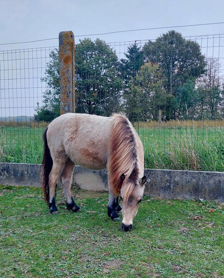 AMHA/AMHR Jaarling merrie, Animaux & Accessoires, Chevaux, Jument, 0 à 2 ans, Avec pedigree, Avec puce électronique, Vermifugé