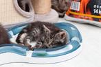 Kater kruising huiskat en maine coon OPTIE OP, Dieren en Toebehoren, Katten en Kittens | Overige Katten, Kortharig, 0 tot 2 jaar