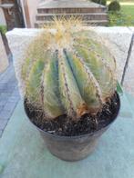 planten, Tuin en Terras, Planten | Tuinplanten, Ophalen of Verzenden, Vaste plant, Overige soorten, Volle zon