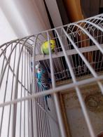 Parkieten, Dieren en Toebehoren