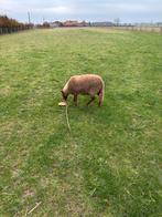 Schaap, Dieren en Toebehoren, Schaap