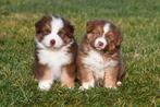 Australische Herder pups te koop - Beide ouders aanwezig, Parvo, België, 8 tot 15 weken, Meerdere
