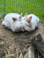 Langharige konijnen., Dieren en Toebehoren, Konijnen