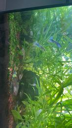 Guppy vissen, Dieren en Toebehoren, Vissen | Aquariumvissen