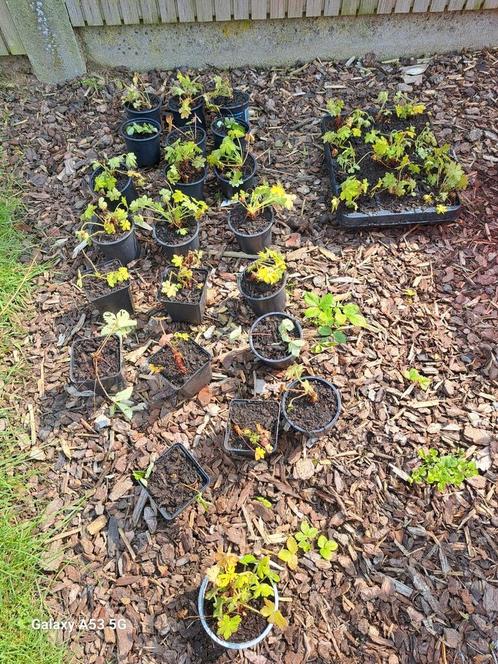 Klusjes in tuin gezocht, Tuin en Terras, Planten | Tuinplanten, Zomer, Ophalen