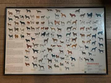 DE AFSTAMMING VAN DE HOND poster vétérinaire beschikbaar voor biedingen