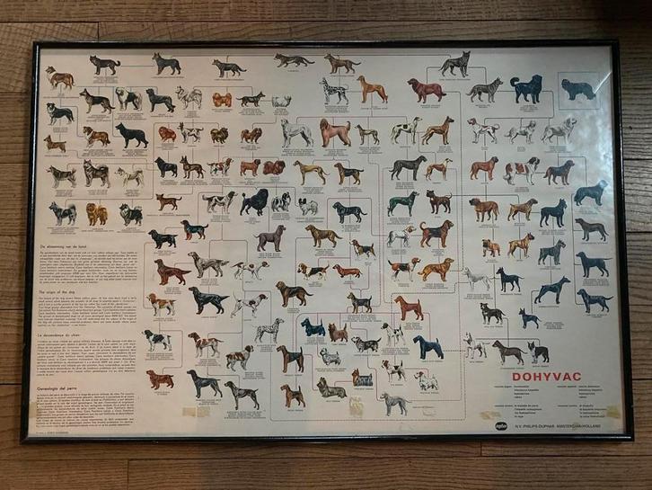 DE AFSTAMMING VAN DE HOND poster vétérinaire, Boeken, Studieboeken en Cursussen, Gelezen, Niet van toepassing, Ophalen of Verzenden