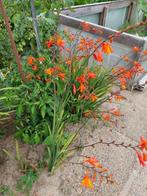 Bloemen: vogels op takken, Tuin en Terras, Ophalen, Zomer