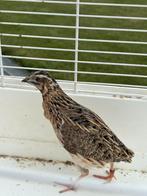 Inheemse kwartel haan (geringd), Dieren en Toebehoren, Mannelijk, Geringd