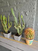 Varia cactussen, Huis en Inrichting, Ophalen, In pot
