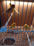 Te koop mooie gele mannetjes kanaries van 2025 en 2024, Dieren en Toebehoren, Mannelijk, Kleurkanarie