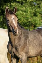 Hengstveulen te koop, Dieren en Toebehoren, Paarden, Z