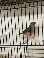 Blackface grijze zebravinkpop, Dieren en Toebehoren, Vrouwelijk, Tropenvogel, Geringd