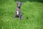 Whippet pups nieuw nestje, België, Whippet, 8 tot 15 weken, Meerdere