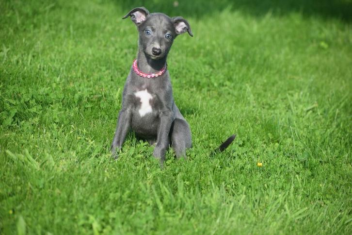 Whippet pups 2 jonge nestjes 💖💖💖, Dieren en Toebehoren, Honden | Windhonden, Meerdere dieren, Whippet, Fokker | Professioneel