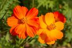 10 zaden oranje Cosmos - Cosmos sulphureus, Verzenden, Voorjaar, Zaad