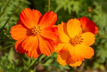 10 zaden oranje Cosmos - Cosmos sulphureus beschikbaar voor biedingen