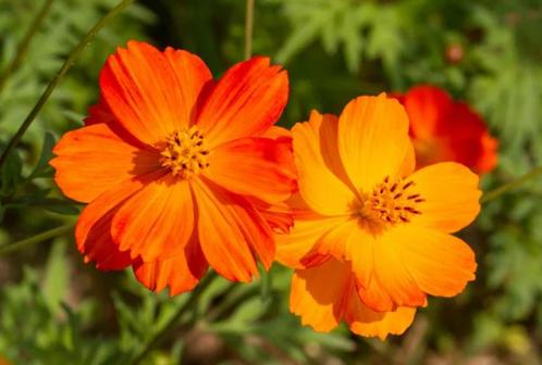 10 zaden oranje Cosmos - Cosmos sulphureus, Tuin en Terras, Bloembollen en Zaden, Zaad, Voorjaar, Verzenden