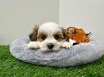 Kruising Lhasa Apso x Havanezer pups, België, CDV (hondenziekte), 8 tot 15 weken, Meerdere