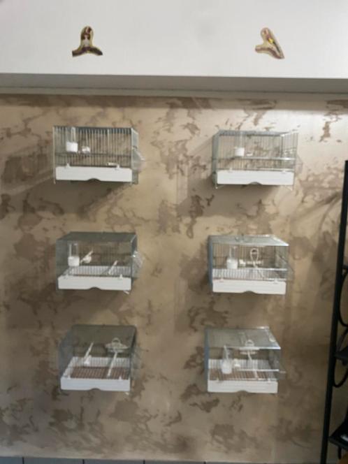 Zangkooien ideaal voor distelvinken of kanaries, Dieren en Toebehoren, Vogels | Hokken en Kooien, Nieuw, Vogelkooi, Metaal, Ophalen