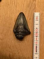 Haaientand, Verzamelen, Mineralen en Fossielen, Verzenden, Overige typen