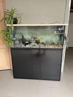 Aquarium 240 L compleet + vissen, Ophalen, Gebruikt, Gevuld zoetwateraquarium
