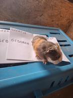 Cavia beertje CH teddy, Dieren en Toebehoren, Knaagdieren, Cavia