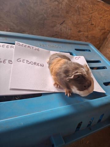Cavia beertje CH teddy beschikbaar voor biedingen