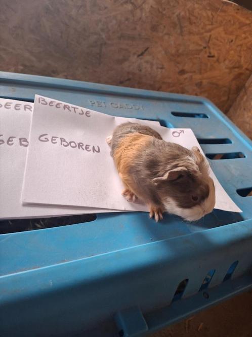 Cavia beertje CH teddy, Dieren en Toebehoren, Knaagdieren, Cavia