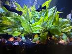 Appelslakken en aquariumplanten te koop., Dieren en Toebehoren