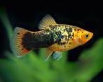 Platy's, Dieren en Toebehoren, Vissen | Aquariumvissen, Vis, Zoetwatervis
