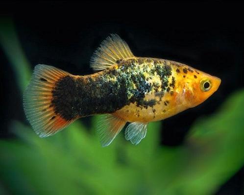 Platy's, Dieren en Toebehoren, Vissen | Aquariumvissen, Zoetwatervis, Vis