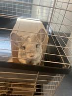 2 Chinchilla's, Dieren en Toebehoren, Knaagdieren, Vrouwelijk, Chinchilla