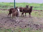 Soay ooitjes , schapen schaapjes