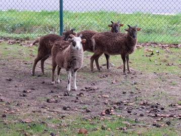Soay ooitjes , schapen schaapjes beschikbaar voor biedingen