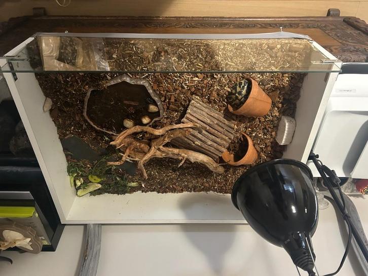 2 Griekse landschildpadden + verblijf te koop, Dieren en Toebehoren, Reptielen en Amfibieën, Schildpad, 3 tot 6 jaar, Met terrarium