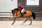 Ervaren Springpaard aangeboden/bijrijder gezocht., Dieren en Toebehoren, Ruin, Springpaard