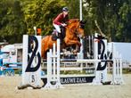 Brave 4,5 jarige Zangersheide merrie met top mentaliteit, Dieren en Toebehoren, Merrie, Springpaard, Gechipt, 3 tot 6 jaar