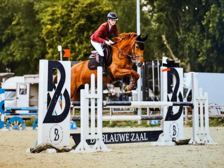 Brave 4,5 jarige Zangersheide merrie met top mentaliteit, Dieren en Toebehoren, Paarden, Merrie, L, 3 tot 6 jaar, Springpaard