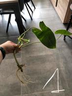 Philodendron Burle Marx 1, Ophalen of Verzenden