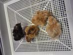 4 prachtige eendagskuikens geboren 27 September, Dieren en Toebehoren, Pluimvee, Geslacht onbekend, Kip