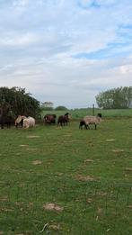 Brebis avec jeunes à vendre, Animaux & Accessoires, Plusieurs animaux, Mouton, 0 à 2 ans