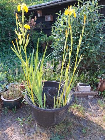 Irissen - waterplanten - zonder kuip beschikbaar voor biedingen