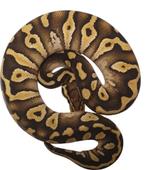 Ball python chocolate mojave het clown, Dieren en Toebehoren