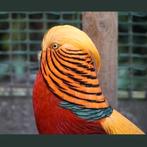 Goudfazant haan wildkleur, Dieren en Toebehoren, Pluimvee, Mannelijk, Overige soorten